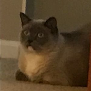 Meet your Posher, Natalie